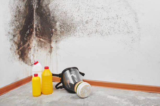 Best Commercial Mold Removal  in Atkinson, IL