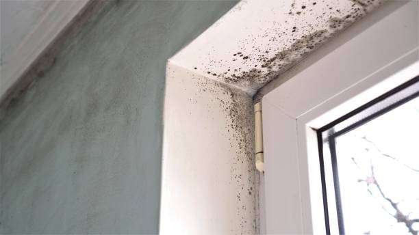 Best Attic Mold Removal  in Atkinson, IL