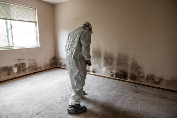 Best Mold Remediation  in Atkinson, IL