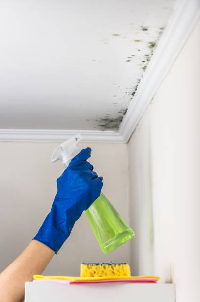 Best Mold Remediation  in Atkinson, IL